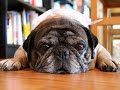 Jokes That Dogs Tell