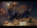 Sternberg Museum T Rex Cetera