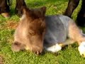 Arabella Shetland Pony Foal 07