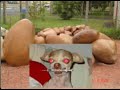 Sem meias palavras 3 em 1 vers�o 2