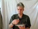 Druipsteenpegels ondermijnen evolutie-theorie