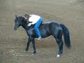 Stacy Westfall Freestyle Reining: Taking a Bow Stacy Westfall Freestyle Reining: Taking a Bow