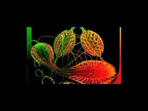 cells- systems- organs