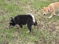 Feebee san und Spike (Shiba Inu) zu schnell für die Cam.AVI