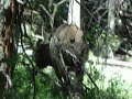 Elk Scouting Delta 2