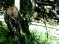 Elk Scouting Delta 2