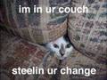 Cats In Your Things, Doing Stuff! Cats In Your Things, Doing Stuff!