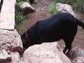regalo perra labrador negra