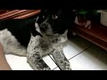 酷馬家族-摸摸酷馬  20130517