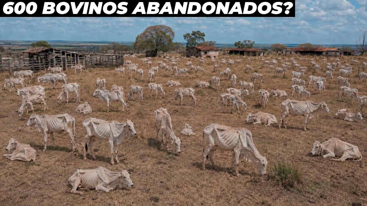 FAZENDA COM 600 BOVINOS SEM CUIDADOS É DESCOBERTA NO BRASIL