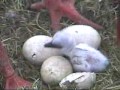 Stork\ Stork\