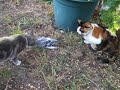 this is my kitty, lakshmi, playing with a pigeon she killed in our yard. i reeeeeally want to add a timbuk3 song (