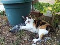 this is my kitty, lakshmi, playing with a pigeon she killed in our yard. i reeeeeally want to add a timbuk3 song (