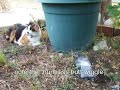 this is my kitty, lakshmi, playing with a pigeon she killed in our yard. i reeeeeally want to add a timbuk3 song (