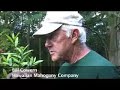 Hawaiian Mahogany - Kauai\ Hawaiian Mahogany - Kauai\