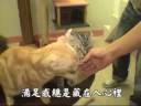 元氣貓