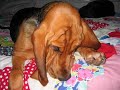 Luvbeags FUN dog video, with bloodhound puppy, Beagles, Lab Luvbeags FUN dog video, with bloodhound puppy, Beagles, Lab