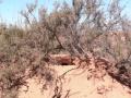 tunisie,trek,sahara