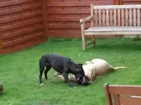 Victor (Botha) Boerboel vs Asta ...