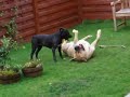 Victor (Botha) Boerboel vs Asta American Stafforshire Terrie Victor (Botha) Boerboel vs Asta American Stafforshire Terrie