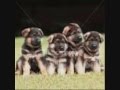 german shepherds