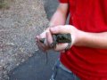 Juvenile Eastern Water Dragon