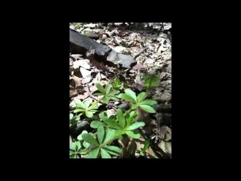 how to transplant sweet woodruff