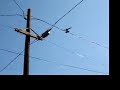 �� with a bird
