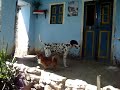 UN PERRO MUY JUGUETON EN CASA DE MI PRIMA JUANITA.
