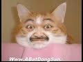 Very Funny Cats Part 3.