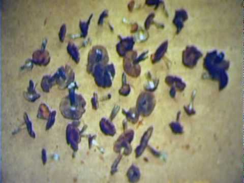 how to dissolve tryptophan