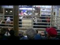 Lolli Brothers horse auctions