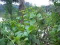 SUREN BOAT HOUSE NEENGAL KETA PAADAL