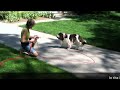 Click here to watch this video Teach Your Dog to Walk Politely on Leash Around Distractions