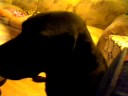 my dog chacoal my dog chacoal