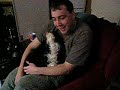 Scrufty the Singing Chinese Crested Powderpuff Dog