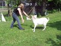 Hella von S. - Coole Ziege im Tierheim München Teil 2