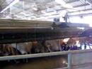 Cows on the conveyer