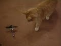cat jumps when helicopter attacks !