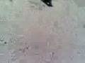 videos de VID00032.3gp