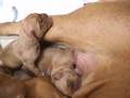 Mel and Her Puppies 