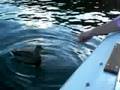 videos de Johnny feeds a duck