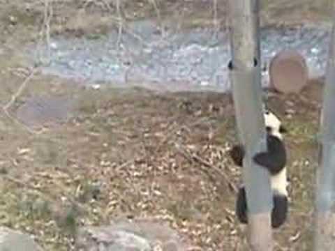 Tai Shan - Panda Cub