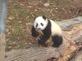 Tai Shan - Panda Cub Tai Shan - Panda Cub