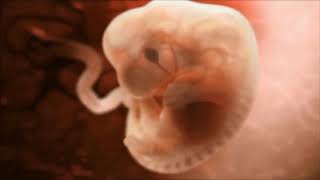 Η ζωή κατά το πρώτο τρίμηνο της κύησης (Amazing Animation of a Fetus Growing in the Womb)