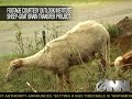 The Onion: Genetic Scientists Develop Sheep With Goat Brain