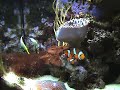 Clownfish AND Filefish Spawning at the same time!