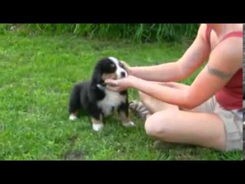 Holland Ohio Puppies
