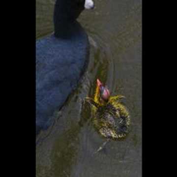American Coot Chicks -Morro Bay, CA ...