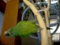 Babe,the dusky conure, is dancing slow